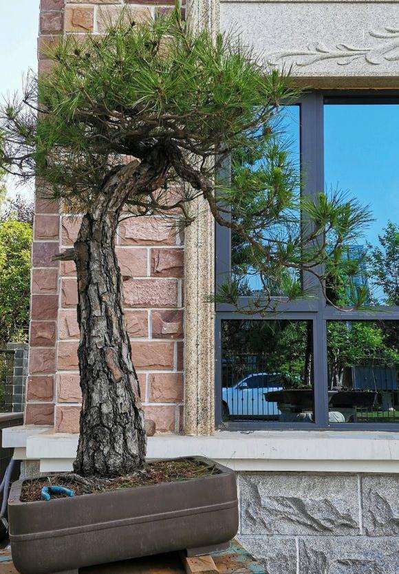 今天帮客户打理的几颗黄山松盆景