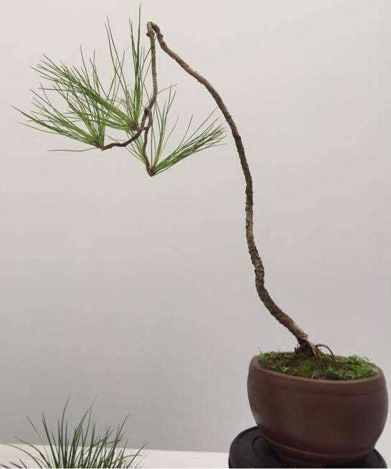 一棵山采黄山松盆景