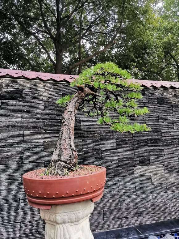 帮老板改做黄山松盆景