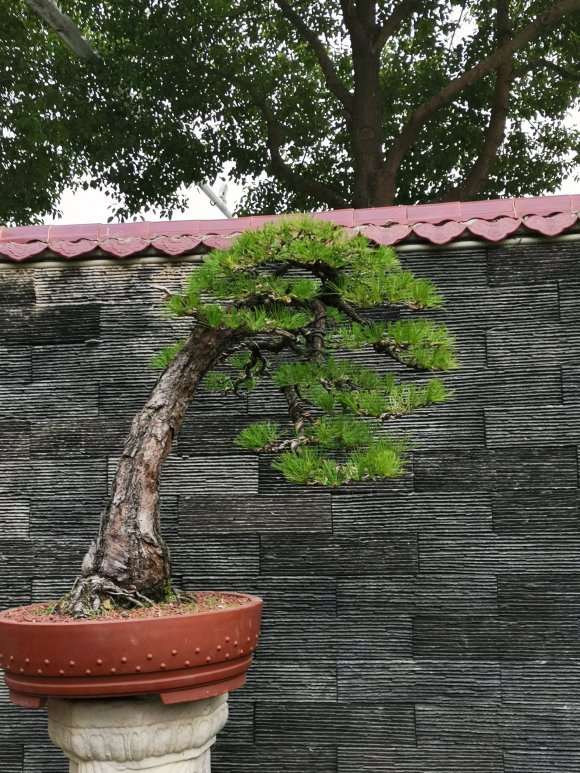 帮老板改做黄山松盆景