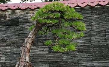 帮老板改做黄山松盆景 可以吗 图片