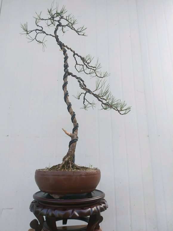 一棵黄山松盆景的修剪过程