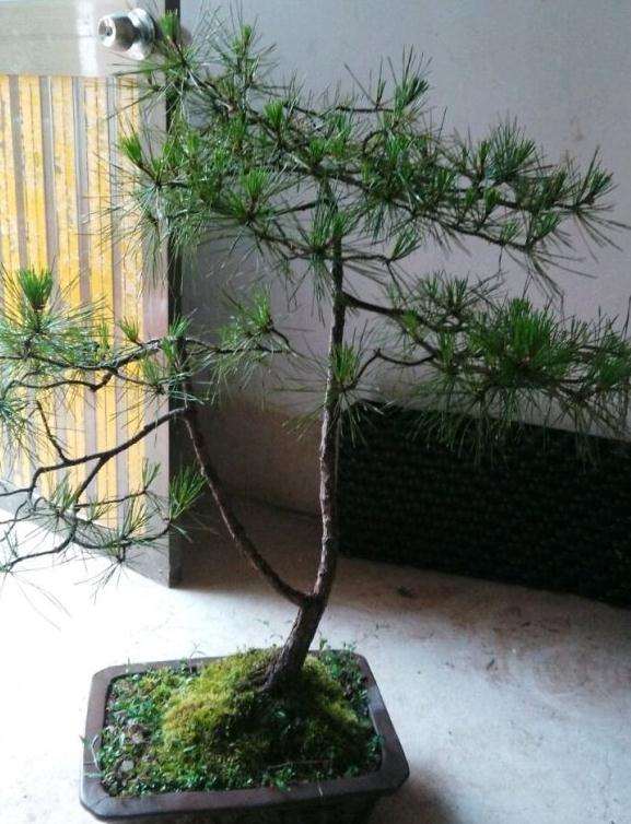 一棵黄山松盆景的修剪过程