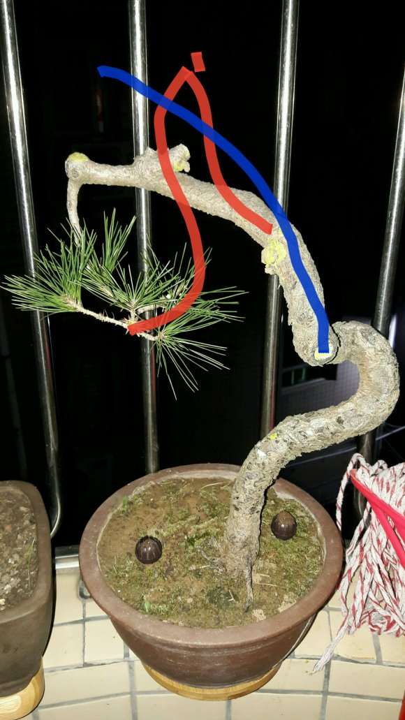 一棵黄山松盆景的修剪过程