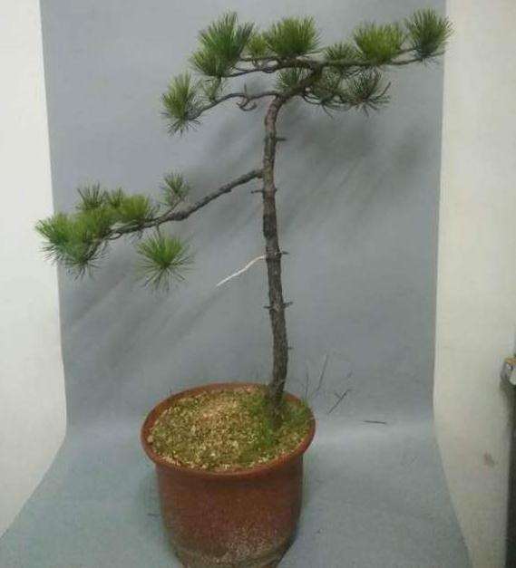 这棵黄山松盆景造型如何