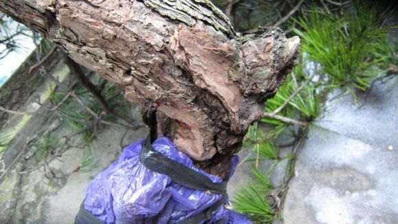 黄山松下山桩有虫洞 怎么办