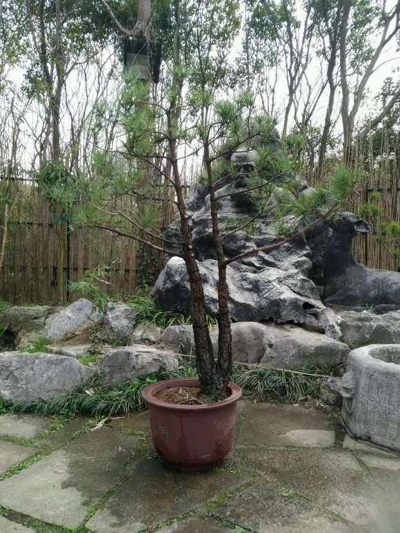 买的双杆黄山松盆景 可以吗 图片