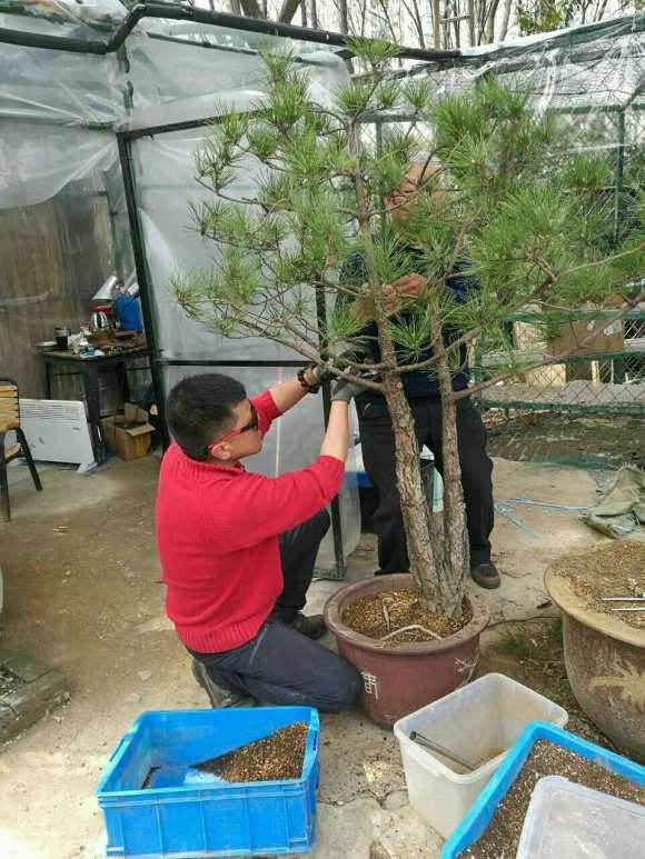 买的双杆黄山松盆景 可以吗 图片