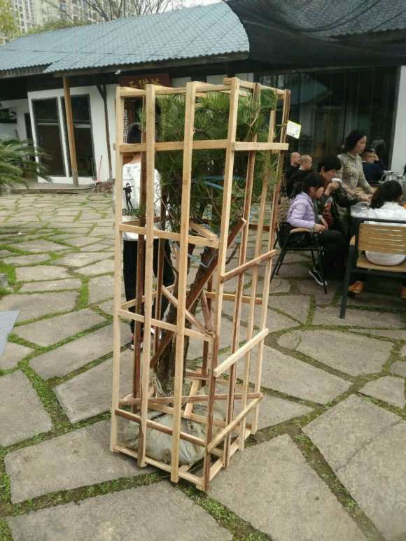 买的双杆黄山松盆景 可以吗 图片