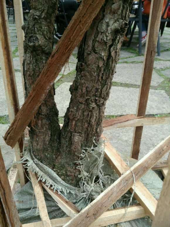 买的双杆黄山松盆景 可以吗 图片