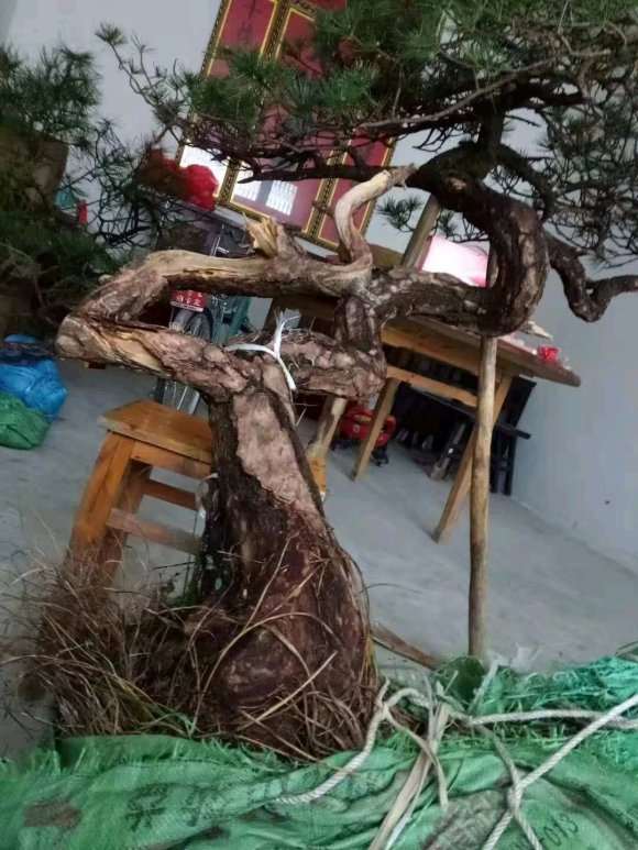 去年10月份搞的黄山松下山桩 活了 图片