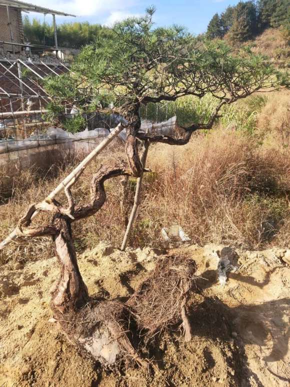 去年10月份搞的黄山松下山桩 活了 图片