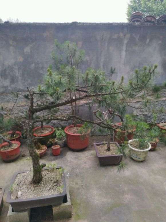 一年多的黄山松下山桩 不缠膜套袋 图片