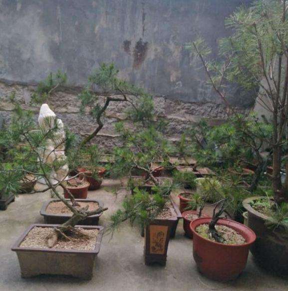 一年多的黄山松下山桩 不缠膜套袋 图片