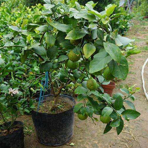 柠檬盆栽怎么选择花盆规格