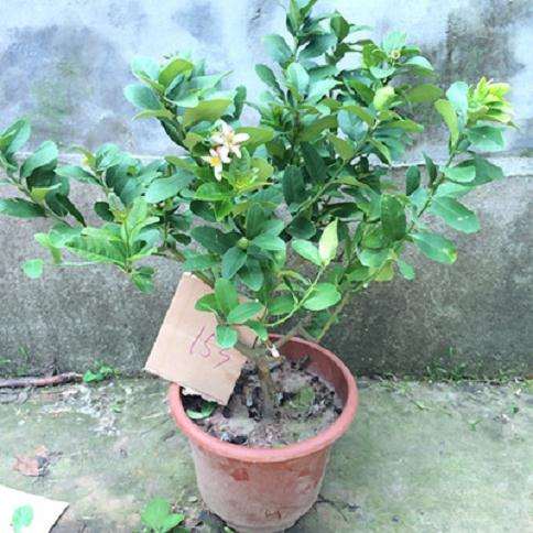 柠檬盆栽营养土怎么配置