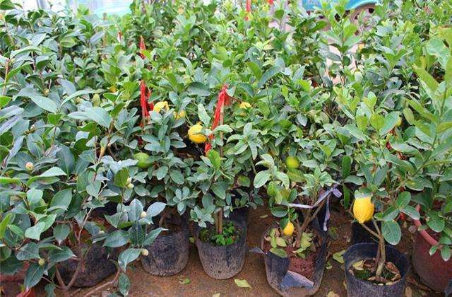 柠檬盆栽怎么浇水管理