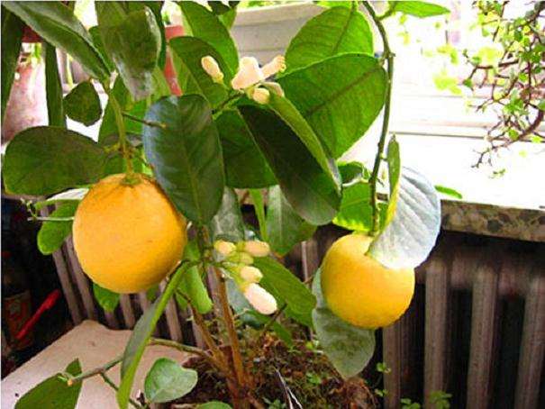 柠檬盆栽怎么浇水管理