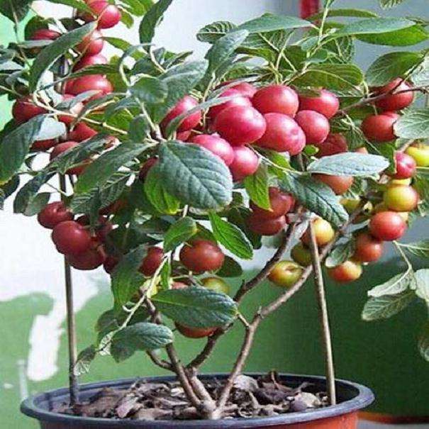 欧李直立型盆栽有哪些品种的简介