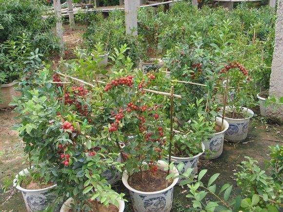 欧李直立型盆栽有哪些品种的简介