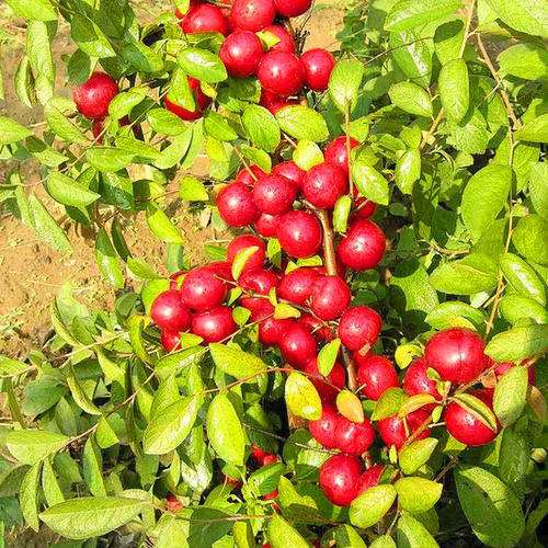 欧李盆栽品种怎么接穗的培育方法