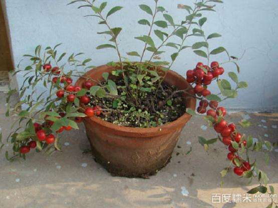 欧李盆栽怎么嫁接的3个方法