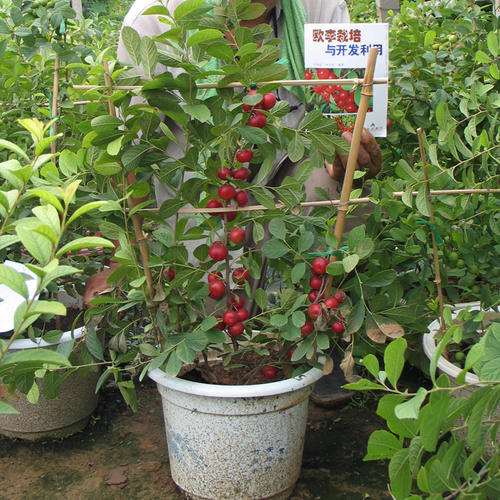 盆栽欧李怎么浇水施肥的2个方法