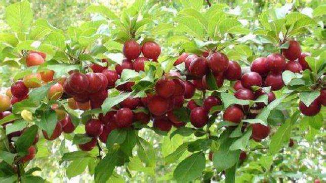 欧李盆栽病虫害怎么防治