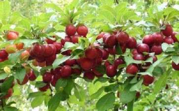 欧李盆栽病虫害怎么防治的3个方法