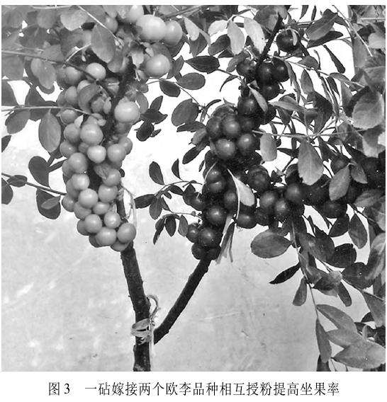 盆栽欧李怎么整形修剪