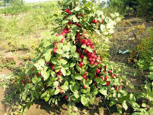 欧李果实盆栽怎么采摘与简易加工