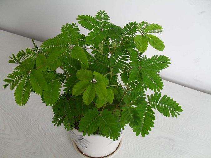 喷施矿物元素盆栽垂穗披碱草中矿物元素的影响