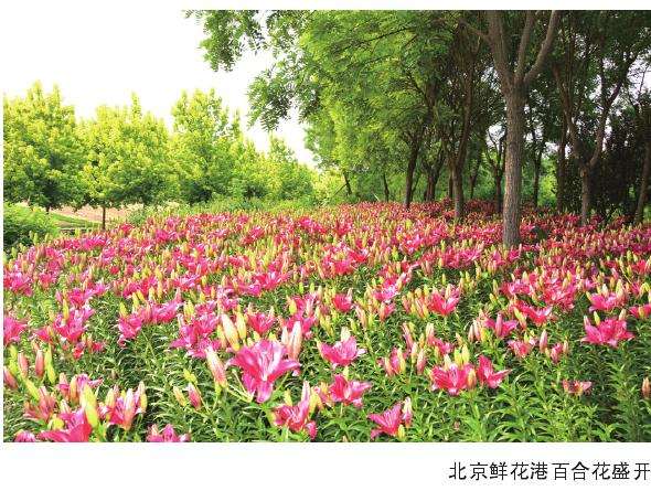 江苏百合文化节从2014年开始举办