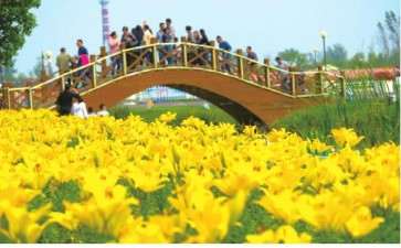 江苏百合文化节从2014年开始举办