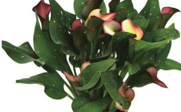 第九届中国花博会盆栽类展 图片