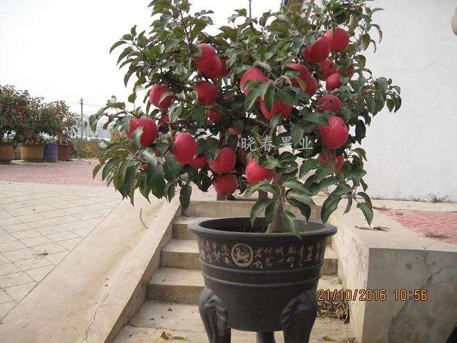 盆栽紫香苹果怎么栽植的3个方法