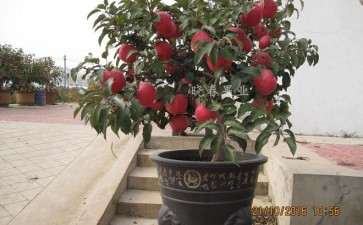 盆栽紫香苹果怎么栽植的3个方法