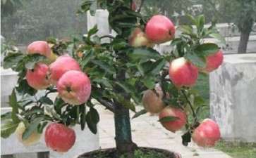 盆栽紫香苹果怎么整形修剪的3个方法