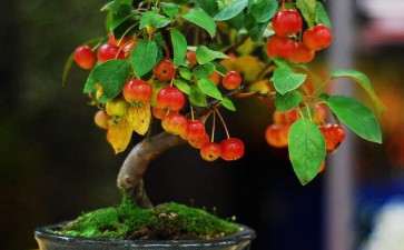 盆栽紫香苹果怎么越冬防寒的2个方法