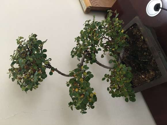 榆树下山桩叶子尖先发黑变黄 怎么办