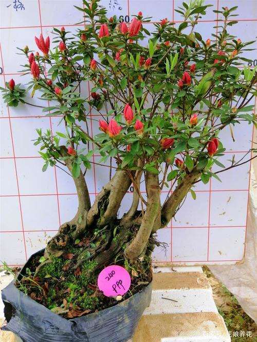 杜鹃花下山桩浇水没浇透 怎么办 图片