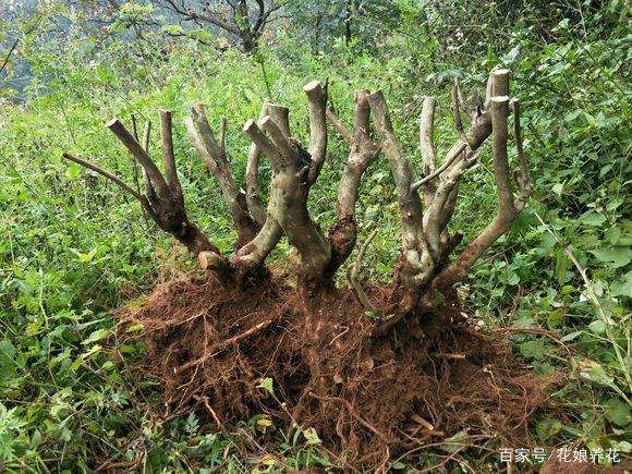 杜鹃花下山桩浇水没浇透 怎么办 图片