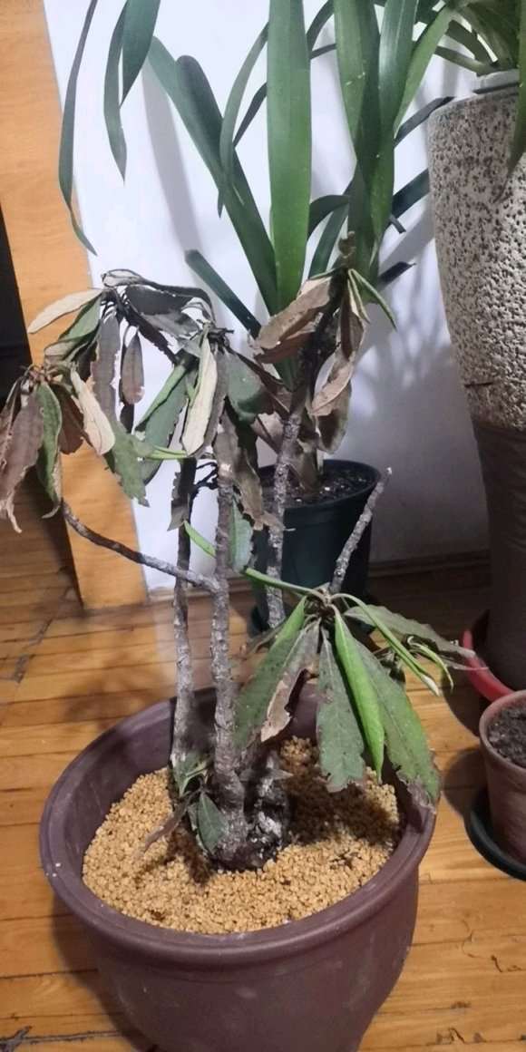 北方室内怎么养护杜鹃下山桩的方法 图片