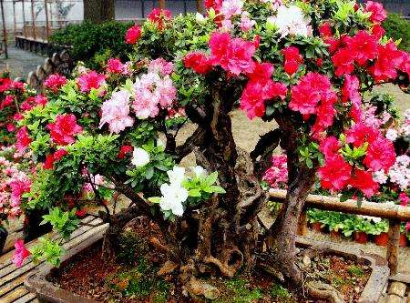 北方室内怎么养护杜鹃下山桩的方法 图片
