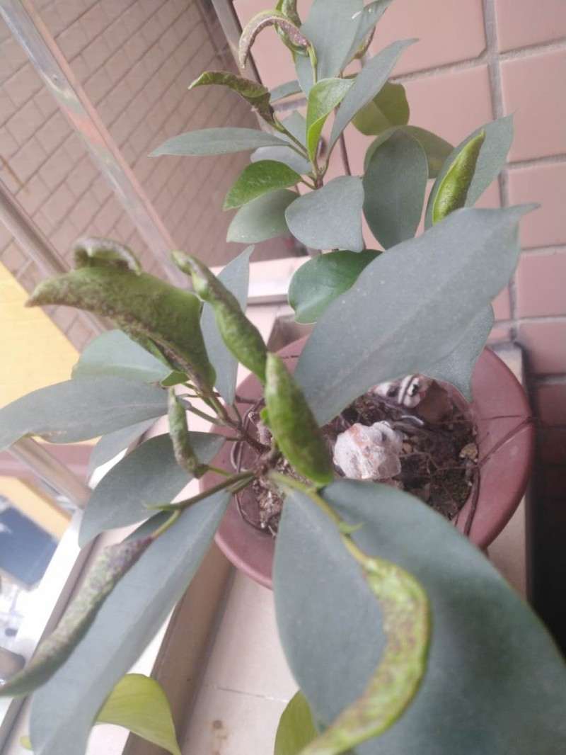 为什么我这榕树下山桩叶子这么小 图片