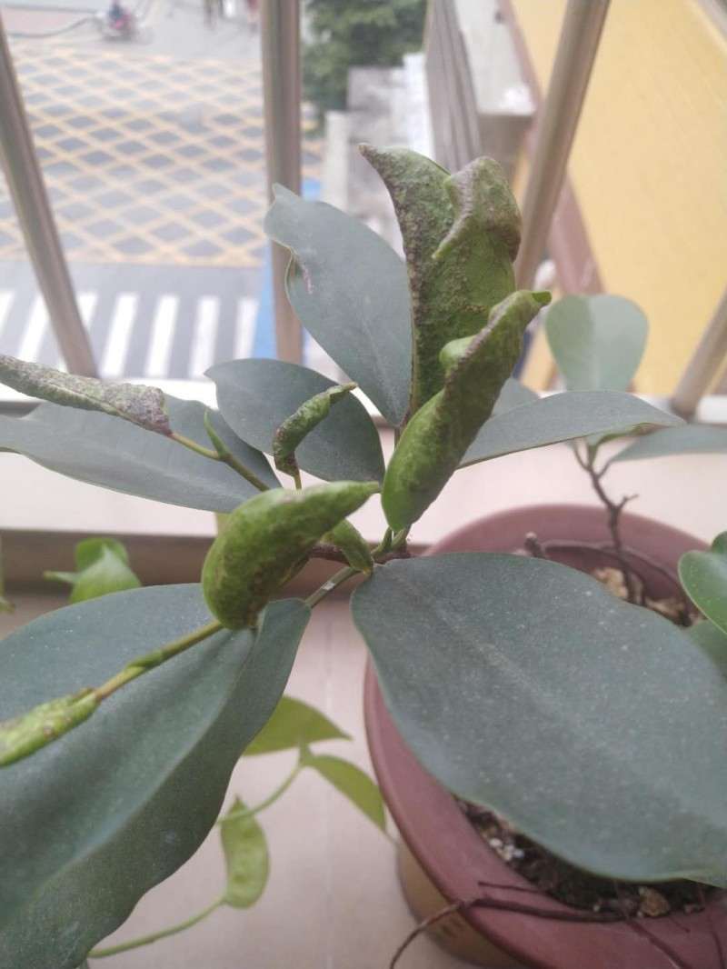 为什么我这榕树下山桩叶子这么小 图片