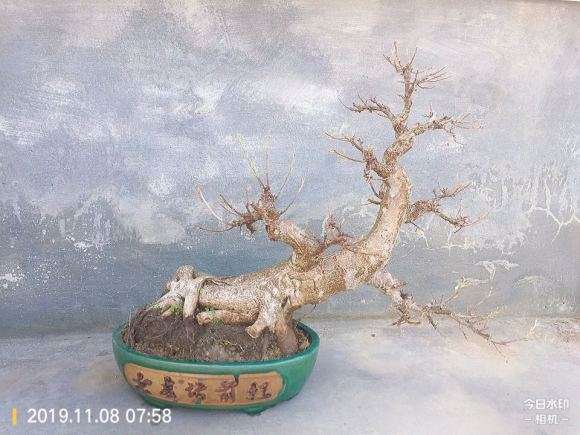 为什么榕树下山桩上盆 用河沙最好 图片