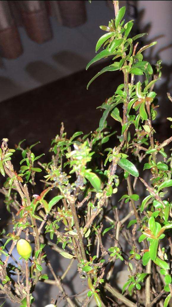盆栽石榴下山桩树生虫了 怎么办 图片