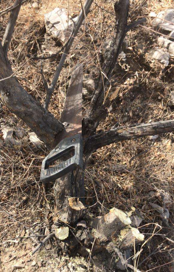 石榴下山桩回来插到沙子里