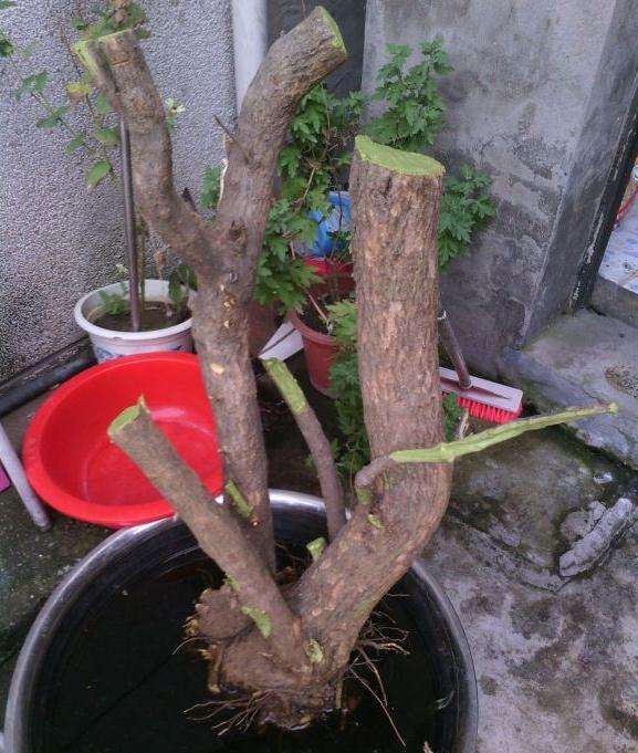 石榴下山桩用生根粉多菌灵泡多久最好